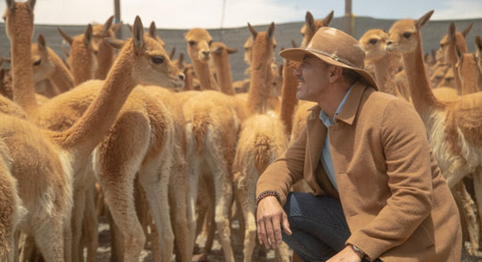 Warum ist Vikunja-Kleidung so teuer?