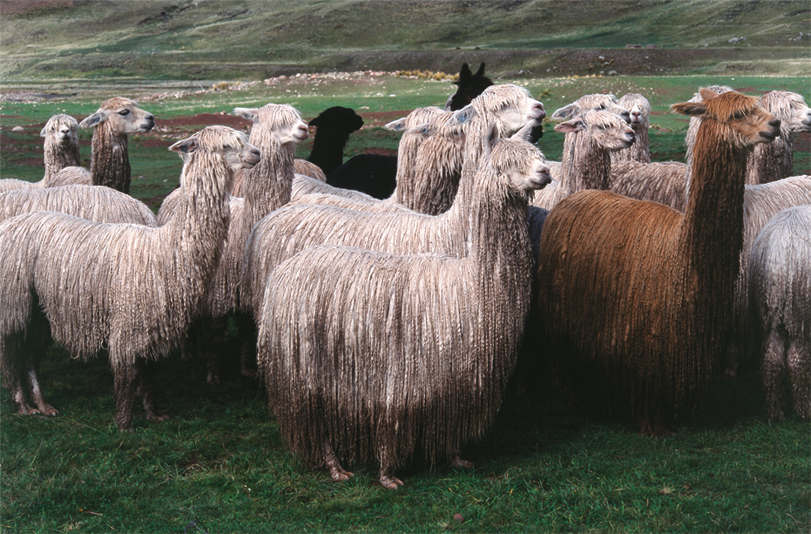 Who Are We? | Alpaca Collections
